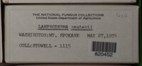 Lamproderma sauteri image